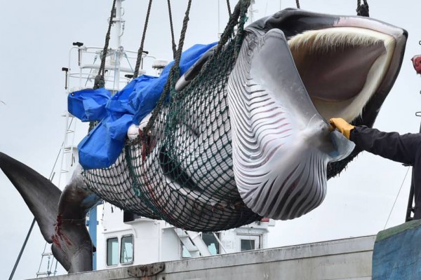 Japón vuelve a cazar ballenas pero ahora con fines comerciales