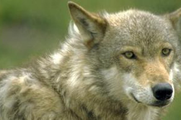 Trump significa el fin de los lobos en el Oeste americano