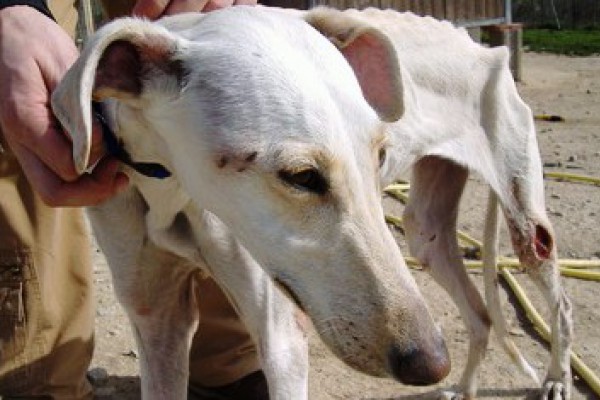Que la nueva ley de bienestar animal de Castilla-La  Mancha no excluya los perros de caza