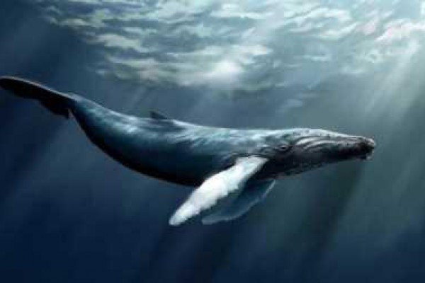 Noruega país líder en la matanza de ballenas
