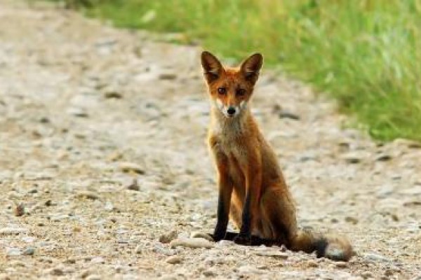 Campeonatos de caza en Galicia para masacrar zorros