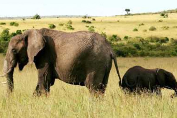Matanza de elefantes en Garamba