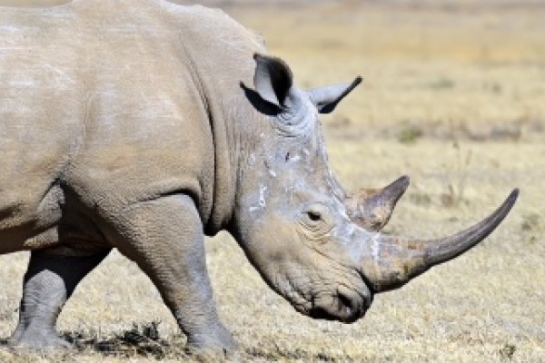 La extincion de los rinocerontes
