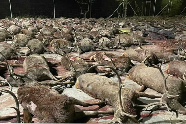 Más de 400 ciervos y jabalíes cazados en un solo día, en una finca