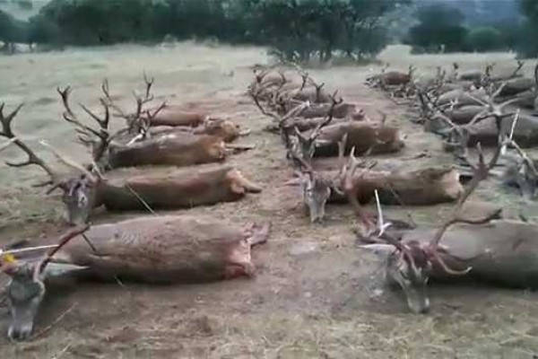 Matanza de miles de ciervos, corzos y gamos  en Ciudad Real