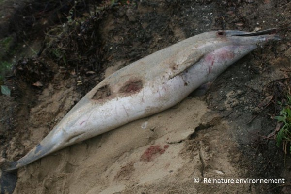 Solicitan a la UE acciones legales por el aumento de muertes de ballenas y delfines víctimas de las redes de pesca