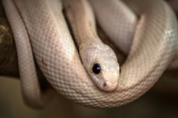Golpe al tráfico de reptiles protegidos