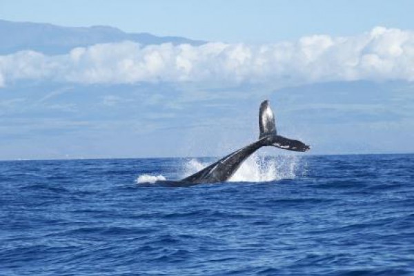 Japón volverá a cazar ballenas