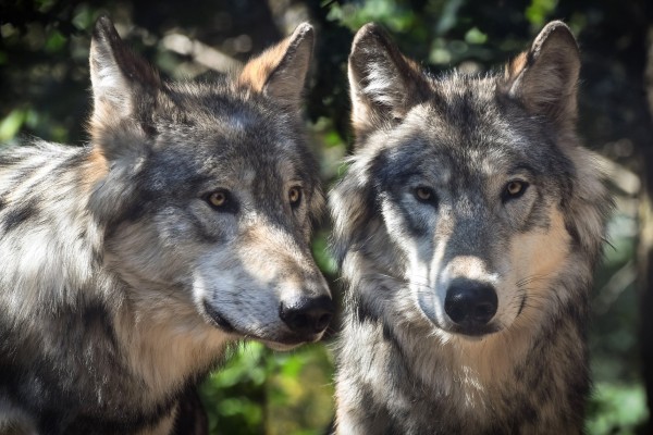 El Tribunal Constitucional anula la ley de Castilla y León que permitía cazar lobos